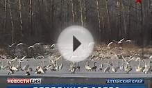 В Алтайском крае стая лебедей зимует на незамерзающем озере